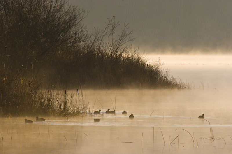 American Coots In Morning Mist